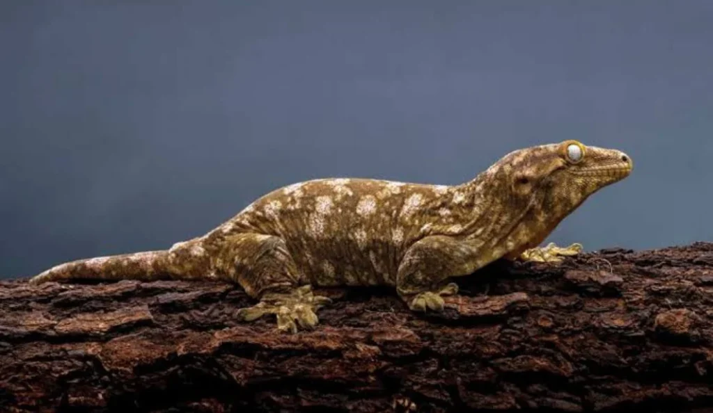 Leachianus Gecko Care Guide Size Diet Lifespan and More