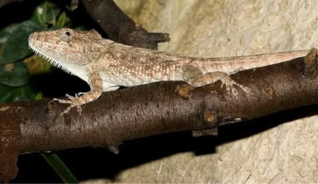 Cuban False Chameleon Care Guide Diet Habitat and Lifespan