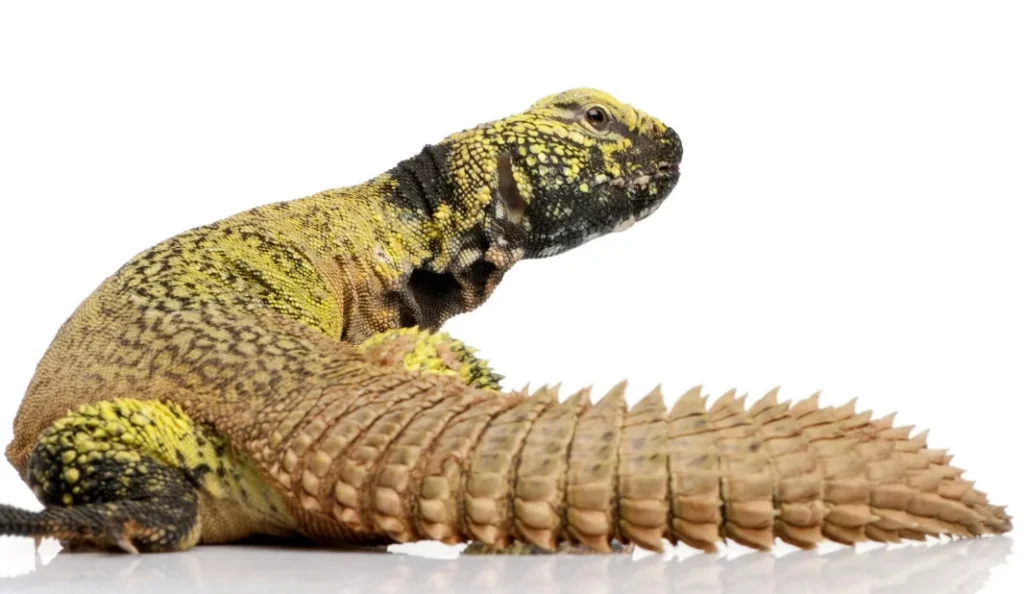 Uromastyx Care Guide for Beginners: Diet and Habitat