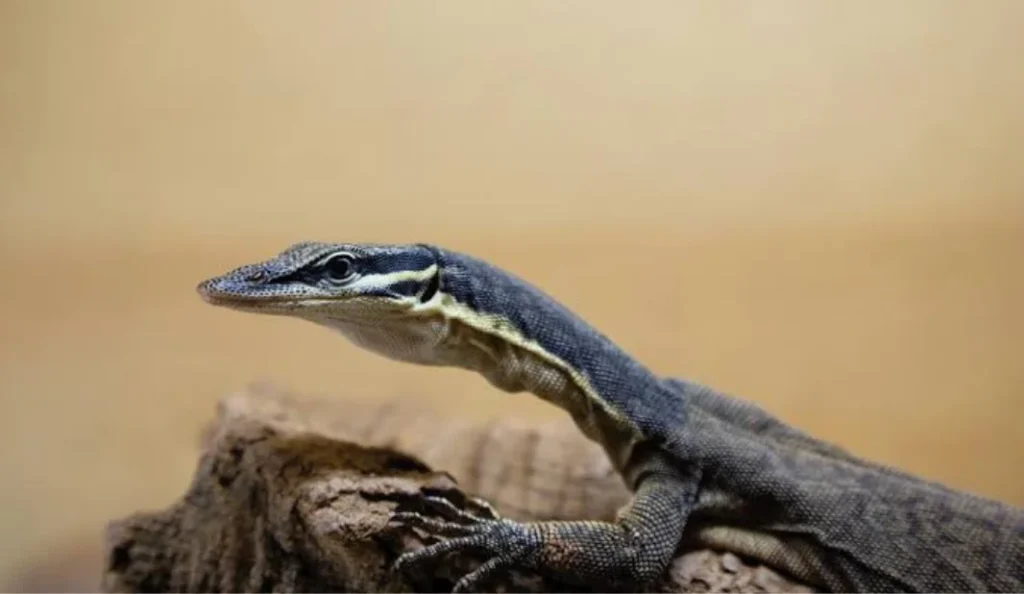 Kimberley Rock Monitor Care Guide Diet Lifespan and More