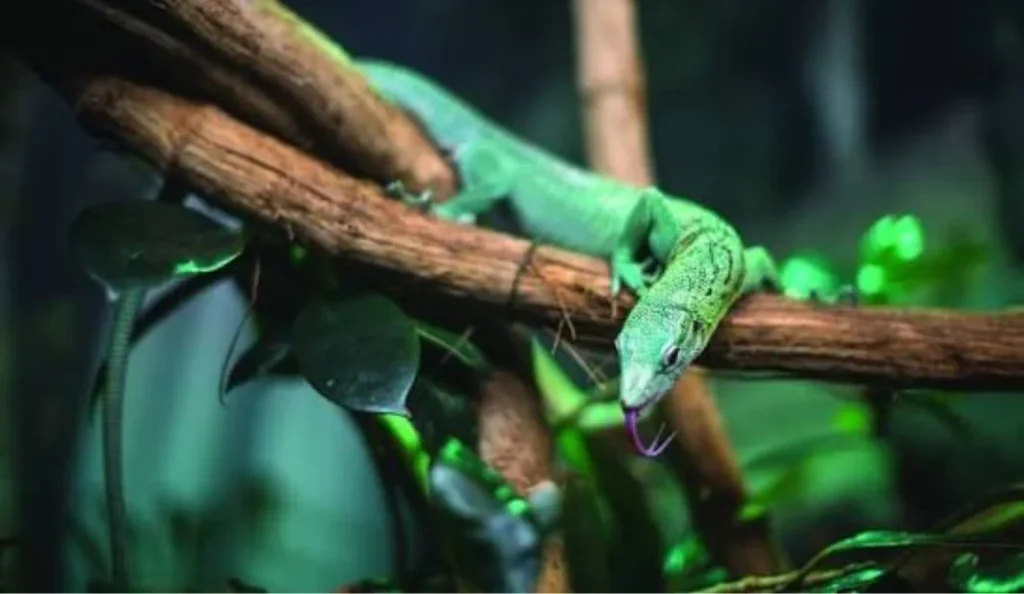 Green Keeled Lizard Care Guide Diet Habitat Lifespan & Tips