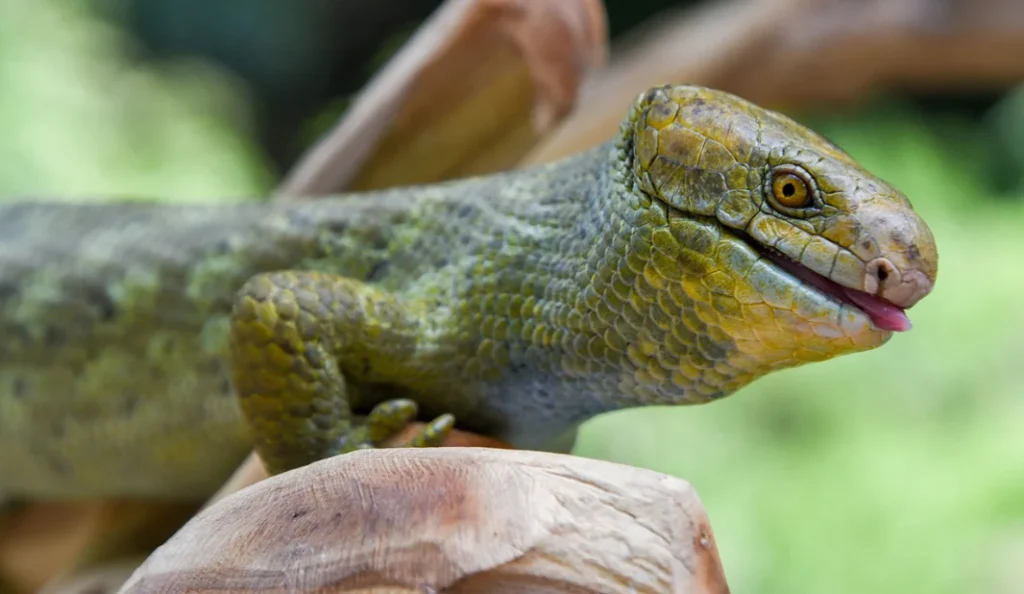 Monkey-Tailed Skink Care Guide: Diet, Habitat, Lifespan & Tips