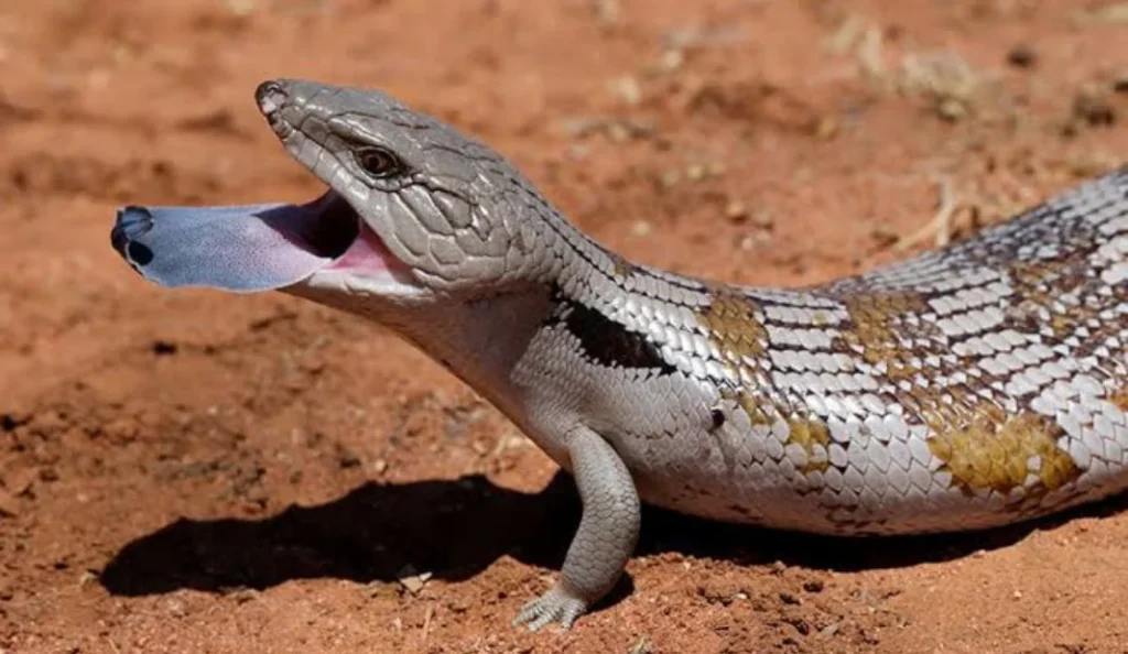 Blue-Tongued Skink Care Guide Diet Size Lifespan & Facts