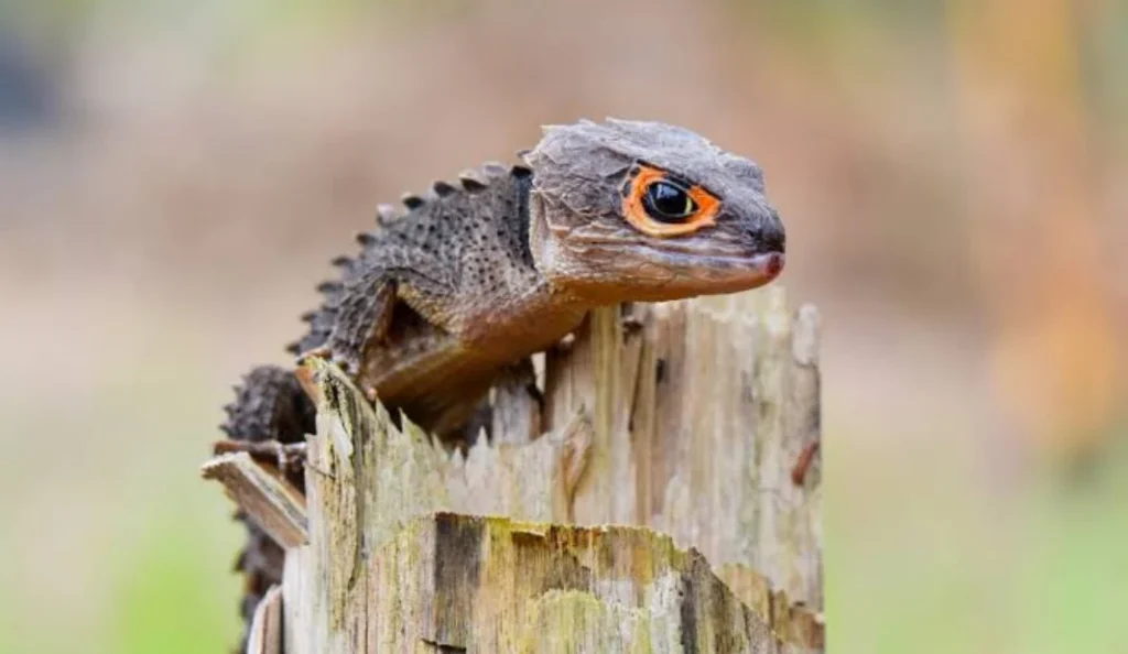 Red-Eyed Crocodile Skink Care Guide Diet Habitat Lifespan & Tips