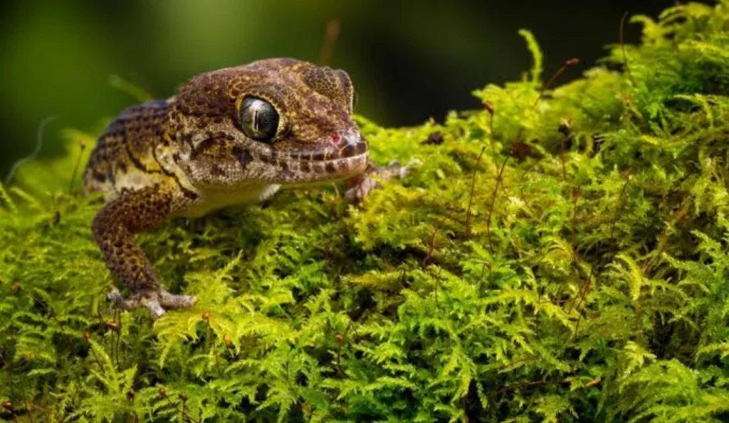 Pictus Gecko Care Guide Diet Habitat Lifespan and More