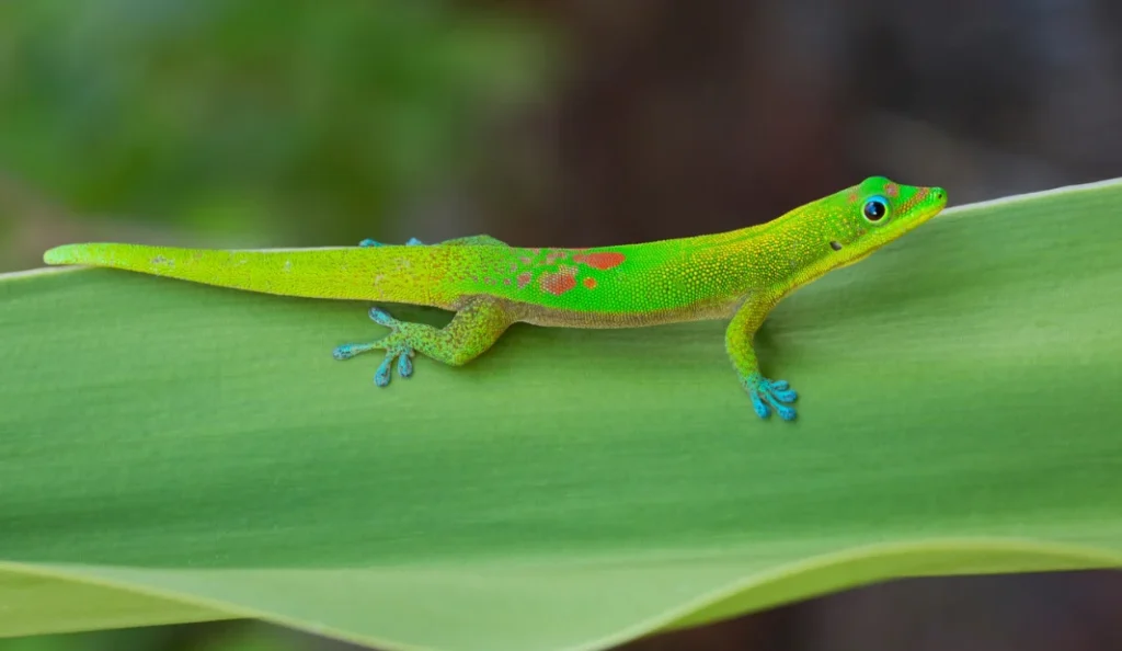 Gold Dust Day Gecko Care Guide Diet Habitat Lifespan & Tips