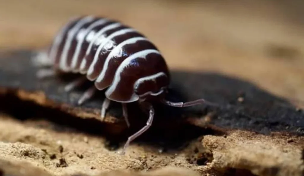 Zebra Isopod Care Guide Diet, Habitat, Lifespan & Tips