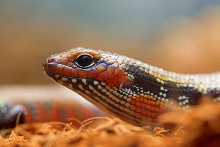 Fire Skink