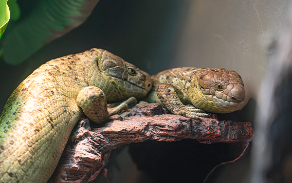 Monkey-Tailed Skink