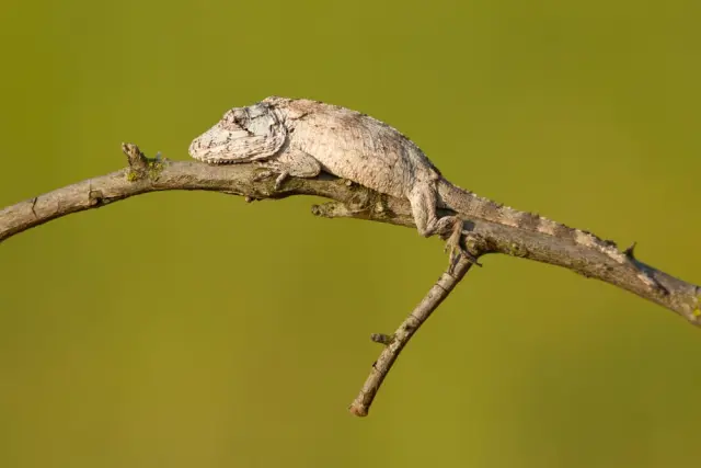 Cuban False Chameleon