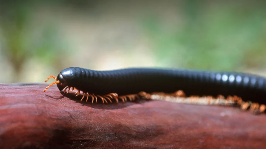 Giant Millipede