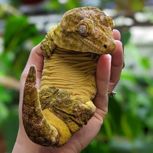 Leachianus Gecko