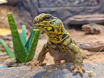 Uromastyx