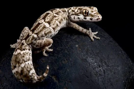 Viper Gecko