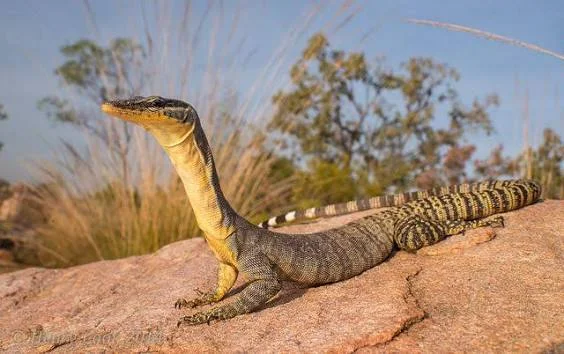Kimberley Rock Monitor