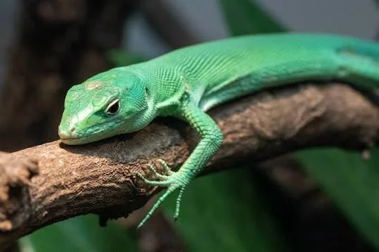 Green Keeled Lizard
