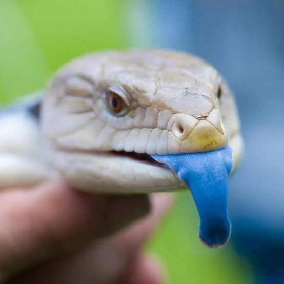 Blue-Tongued Skink