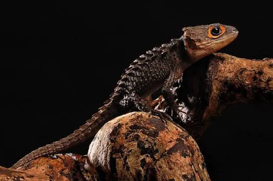 Red-Eyed Crocodile Skink