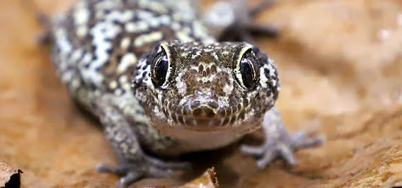 Pictus Gecko