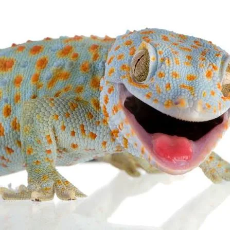 Tokay Gecko